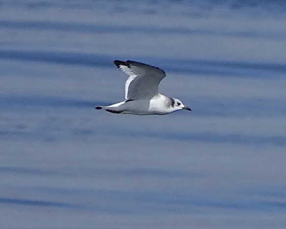 little gull